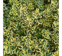 Gardeners Dream Thyme Lemon Variegated Herb Plant - Vibrant Foliage, Lemon Fragrance (5-15Cm Height Including Pot)