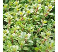 Gardeners Dream Thyme Pink Ripple Herb - Kitchen Garden Evergreen Cooking Culinary Plant In 8Cm Pot