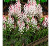 Gardeners Dream Tiarella Angel Wings (9Cm)