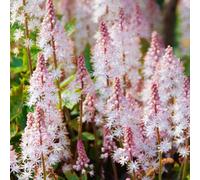 Gardeners Dream Tiarella Pink Skyrocket (9Cm)