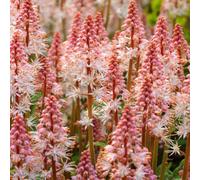 Gardeners Dream Tiarella Spring Symphony (9Cm)