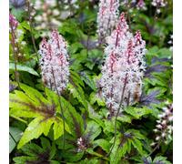 Gardeners Dream Tiarella Sugar & Spice (9Cm)