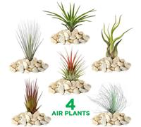 Gardeners Dream Tillandsia Mix - Curated 4 Air Plants Collection, Versatile Indoor Decor (5-25Cm)