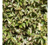 Gardeners Dream Trachelospermum Variegatum - Variegated Star Jasmine, Climbing Plant (20-30Cm Height Including Pot)