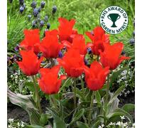 Gardeners Dream Tulip Red Riding Hood Flowering Bulbs - Bold Blooms (50 Pack)