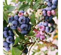 Gardeners Dream Vaccinium Darrow - Hardy Fruit Shrub, Blueberry Fruits, Low Maintenance (20-30Cm Height Including Pot)