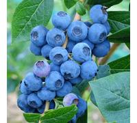 Gardeners Dream Vaccinium Denise Blue - Hardy Fruit Shrub, Blueberry Fruits, Low Maintenance (20-30Cm Height Including Pot)