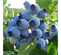 Gardeners Dream Vaccinium Spartan - Hardy Fruit Shrub, Blueberry Fruits, Low Maintenance (20-30Cm Height Including Pot)