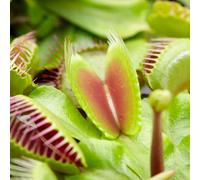 Gardeners Dream Venus Fly Trap Houseplant - Air Purifying Carnivorous Home Office Plant, Indoor Fly Catcher, Easy Care (5-10Cm Height)