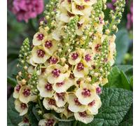Gardeners Dream Verbascum Dark Eyes - Hardy Perennial, Striking Blooms (10-20Cm Height Including Pot)
