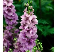 Gardeners Dream Verbascum Lavender Lass - Compact Perennial, Delicate Lavender Blooms (10-20Cm Height Including Pot)