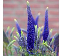 Gardeners Dream Veronica First Glory - Compact Perennial, Vibrant Blue Blooms (10-20Cm Height Including Pot)