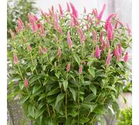 Gardeners Dream Veronica First Love - Vibrant Perennial, Pink Flower Spikes (10-20Cm Height Including Pot)