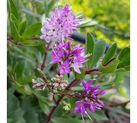 Gardeners Dream Veronica Mrs Winder Pollinator Friendly Evergreen Hardy Garden Shrub Plant In Pot - 2 Litre Pot (30-50Cm)