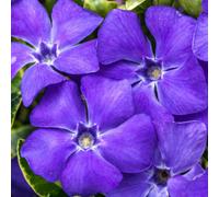 Gardeners Dream Vinca Minor Ralph Shugert - Variegated Leaves, Low-Growing Ground Cover (20-30Cm Height Including Pot)