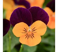 Gardeners Dream Viola Orange Jump Up Plants - Bedding Plants Outdoor Garden Ready (6 Pack)
