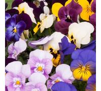 Gardeners Dream Viola Spring Mix Bedding Plants - Cheerful Blooms (10 Pack)