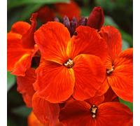 Gardeners Dream Wallflower Sunset Orange Bedding Plants - Warm Elegance (6 Pack)