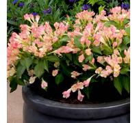 Gardeners Dream Weigela All Summer Peach (9Cm)