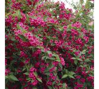 Gardeners Dream Weigela Bristol Ruby Plant - Vibrant Red Blooms, Compact Size, Attracts Pollinators (20-30Cm Height Including Pot)