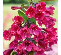 Gardeners Dream Weigela Cherry Garden Plant - Deep Pink Blooms, Compact Size (20-30Cm Height Including Pot)