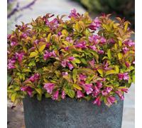 Weigela Magic Carpet Outdoor Garden Shrub Deciduous Pink Flowering Plant in Pot