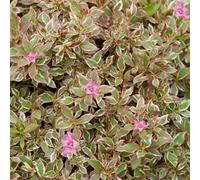 Gardeners Dream Weigela Monet (9Cm)