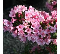 Weigela florida Pink Poppet (9cm)