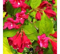 Gardeners Dream Weigela Rubidor Plant - Golden-Yellow Foliage, Compact Size, Attracts Pollinators (20-30Cm Height Including Pot)