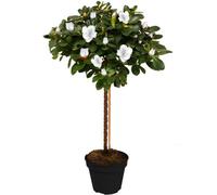 Gardeners Dream White Azalea Japonica Tree Trees For Small Gardens Border Patio Potted Plants Lollipop Stem Tree