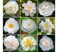 Gardeners Dream White Camellia Garden Plant - Elegant White Blooms, Compact Size (20-30Cm Height Including Pot)