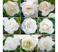 Gardeners Dream White Rose - Outdoor Plant, Stunning Colour, Ideal For Gardens, Compact Size