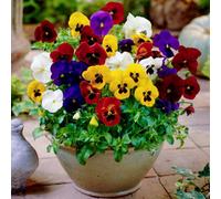 Gardeners Dream Winter Flowering Viola Mix In Pots - Bedding And Basket Plants Garden Ready - 9Cm Pots (6 Plants)