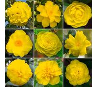 Gardeners Dream Yellow Camellia Garden Plant - Striking Yellow Pink Blooms, Compact Size (20-30Cm Height Including Pot)