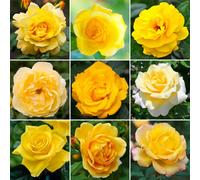 Gardeners Dream Yellow Rose - Outdoor Plant, Stunning Colour, Ideal For Gardens, Compact Size