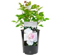 Gardeners Dream Your Wedding Day White Rose - Outdoor Plant, Ideal For Gardens, Compact Size
