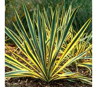 Gardeners Dream Yucca Bright Edge Compact Evergreen Flowering Outdoor Garden Shrub Plant In Pot - 9Cm Pot (20-30Cm)