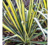 Gardeners Dream Yucca Colour Guard Garden Plant - Striking Yellow And Green Foliage, Compact Size (20-30Cm Height Including Pot)