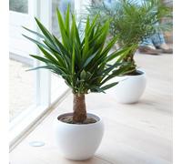 Gardeners Dream Yucca Elephantipes Spineless Yucca Plant - Hardy, Indoor/outdoor, Low Maintenance (40-50Cm)