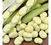 Gardeners Kitchen - Broad Bean plants - 'Witkiem Manita' 6 x MEDIUM plug vegetable plants