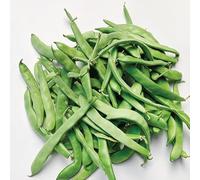 Gardeners Kitchen - Dwarf French bean plants - 'The Prince' 6 X MEDIUM plug vegetable plants.