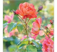 Gardeners World - Rosa 'Westerland'