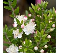 GardenersDream 1 x Myrtus Tarentina Rarentum Myrtle Plant in Pot -
