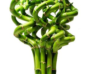 GardenersDream 10x Spiral Stems Lucky Bamboo Plants - Live Indoor Plants for Pots, Windowsills, or Bowls - Low Maintenance House Plants for Home Decor and Office (50cm)