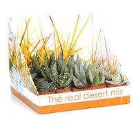 GardenersDream 20 x Mixed Aloe Vera House Plants - Real Air Purifying Indoor Plants for Desks, Shelves, and Windowsills - Great Gift for Plant Lovers (5-15cm incl. Pot)