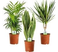 GardenersDream 3X Indoor Plant Mix - Sansevieria Laurentii,