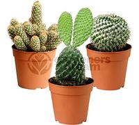 GardenersDream 3X Mixed Cactus House Plants - Real Air Purifying Indoor Plants for Desks, Shelves, and Windowsills - Great Gift for Plant Lovers (5-15cm incl. Pot)