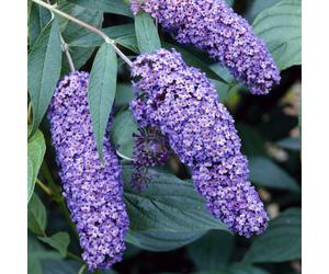 GardenersDream Buddleia Davidii 'Nanho Blue' Butterfly Bush - Outdoor Garden Ready Plant in Pot - Outdoor Flowering Shrub for Gardens and Patios -
