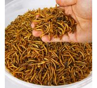GardenersDream Dried Mealworms | Premium Garden Wild Bird Food Mix Balanced Formula | Protein-Rich Great Source of Energy | Contains Beneficial Mixed Vitamins | Large Variety (5KG)