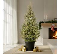 GardenersDream Fraser Fir Pot Grown Christmas Tree - Real Live Fresh Living Potted Plant (4ft, 120cm) (Expedited Despatch)